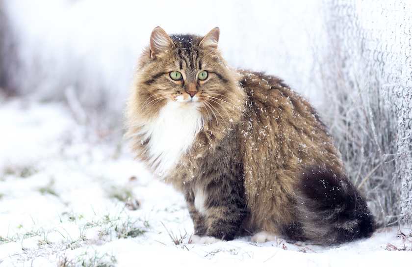 Chat sibérien dans la neige