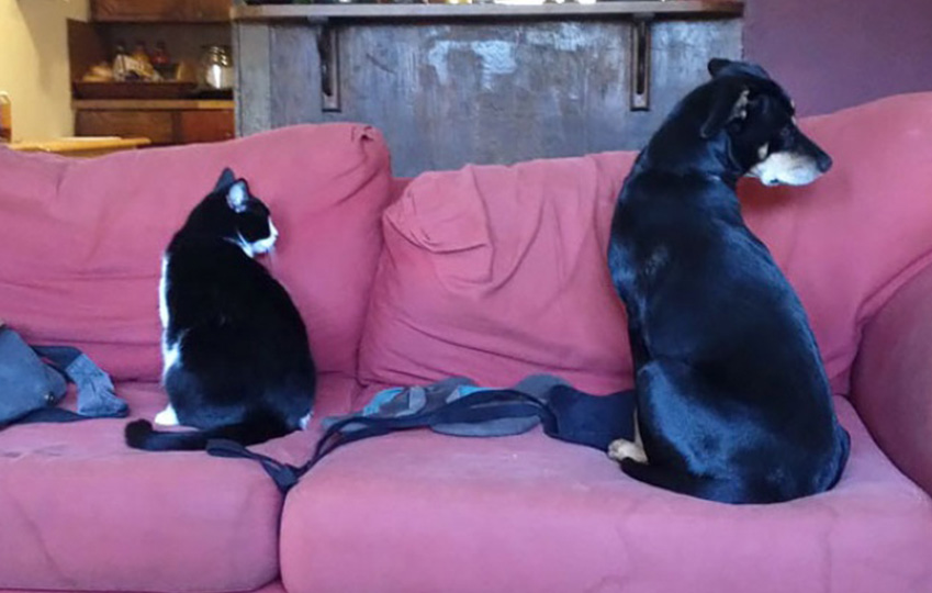 animaux de compagnie insolite 8