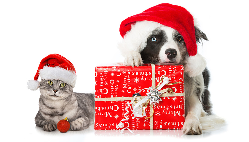 cadeau de noel pour chien chat