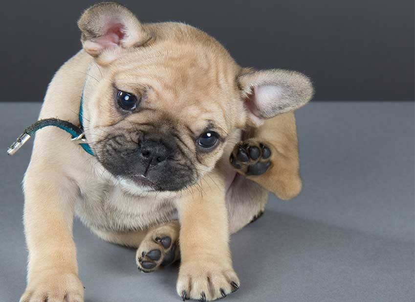 parasite chien bien etre