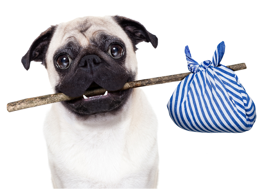 que faire quand on perd son chien accident