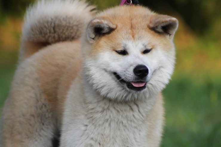 assurance akita inu