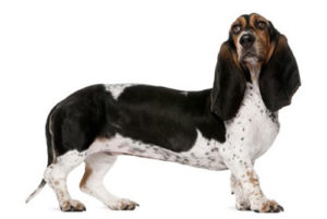 assurance basset artésien