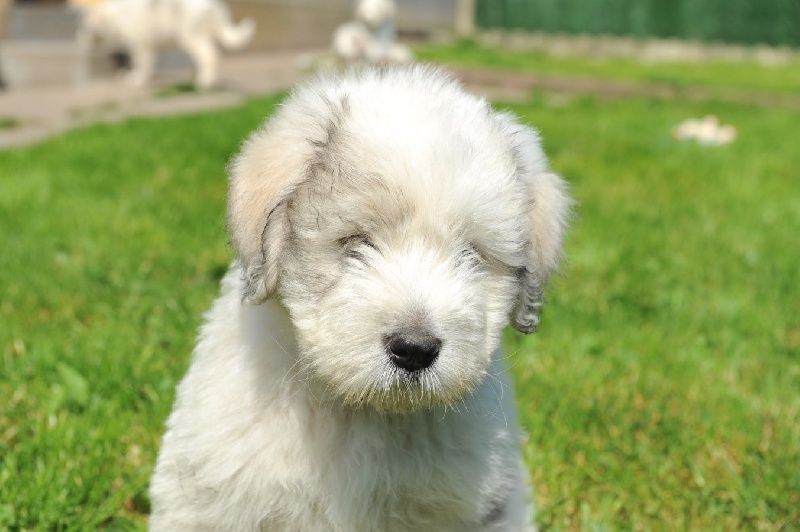 berger de russie meridionale chiot