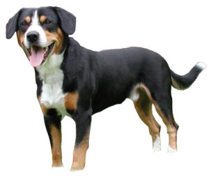 assurance bouvier de lentlebuch