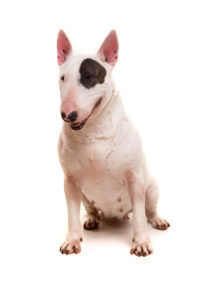 assurance bull terrier
