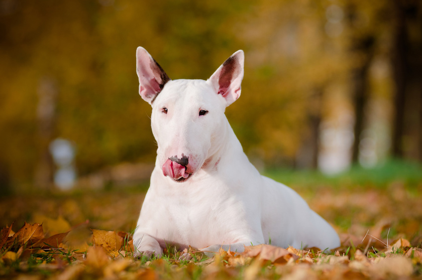 chien bull terrier