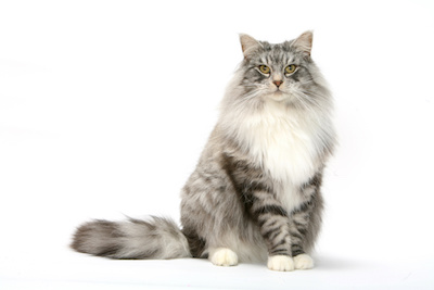 assurance chat norvégien