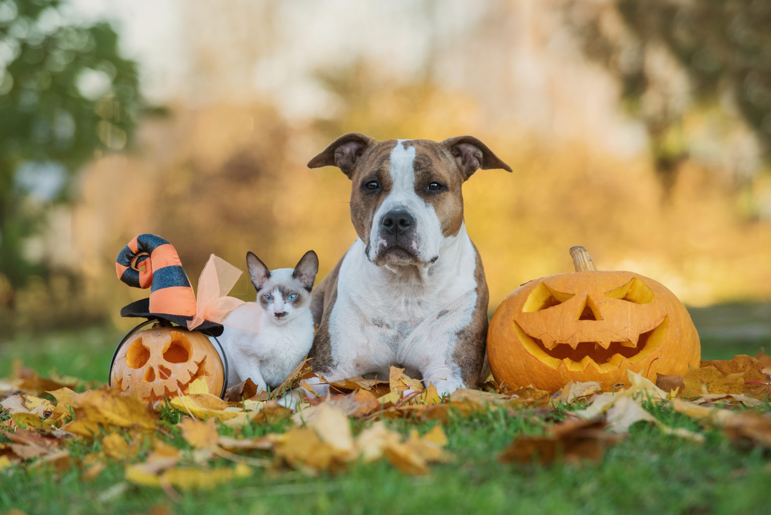 Chien et chat avec des citrouilles d'halloween