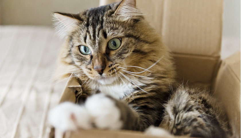 comment occuper son chat