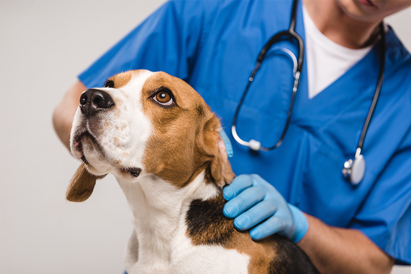 Faut il assurer son animal, est ce nécessaire ?