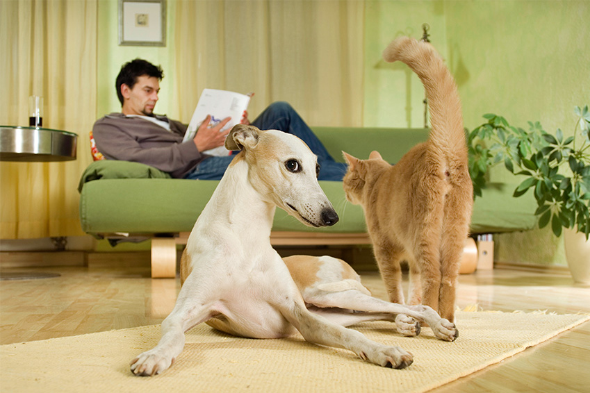 la periode de carence de lassurance animaux