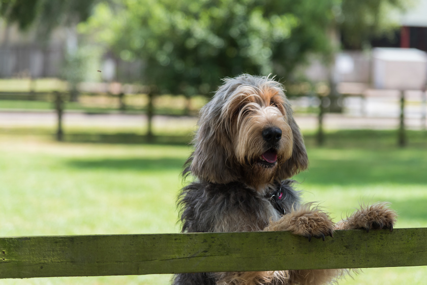 chien à loutre otterhound