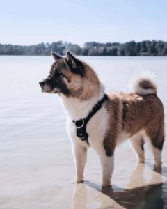 assurance akita américain