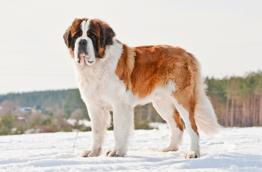Saint bernard 