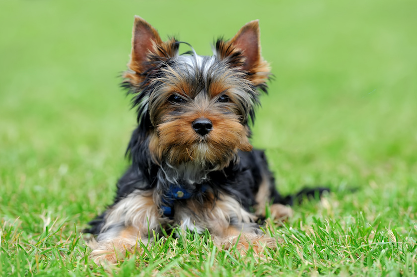 Yorkshire Terrier chien
