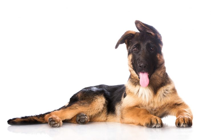 assurance et mutuelle chien assurer son chien berger allemand