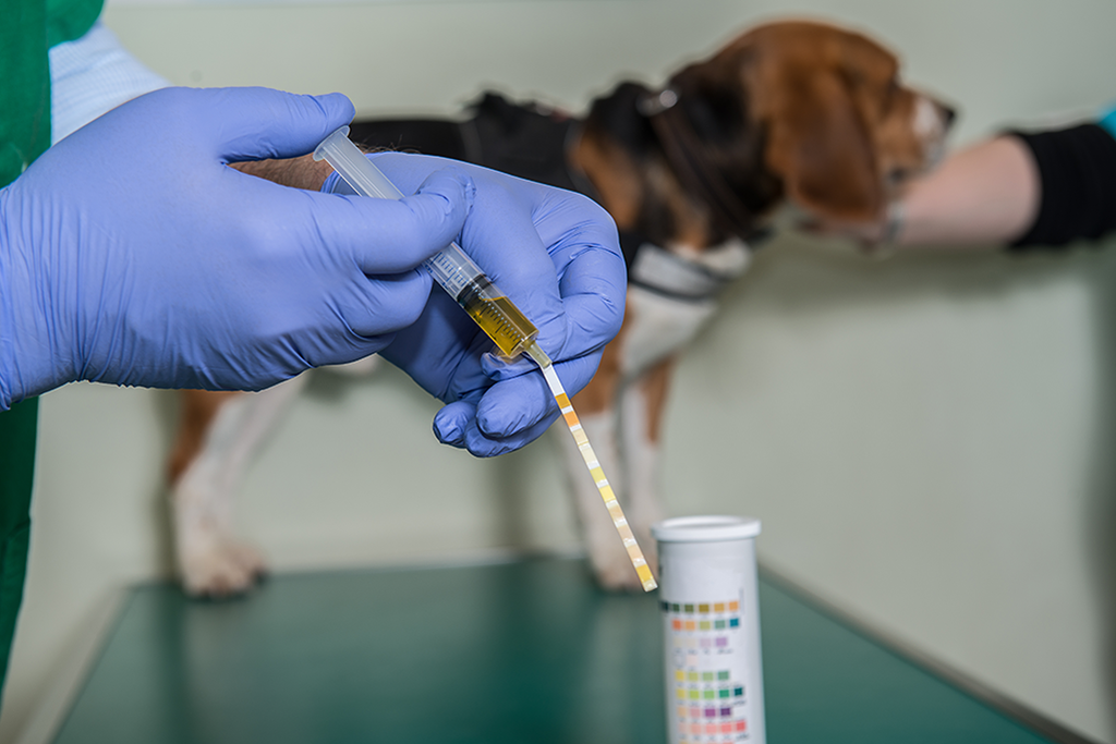 une analyse d'urine chez le chien