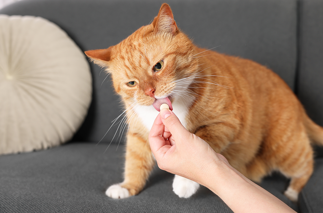 les antibiotiques pour chat