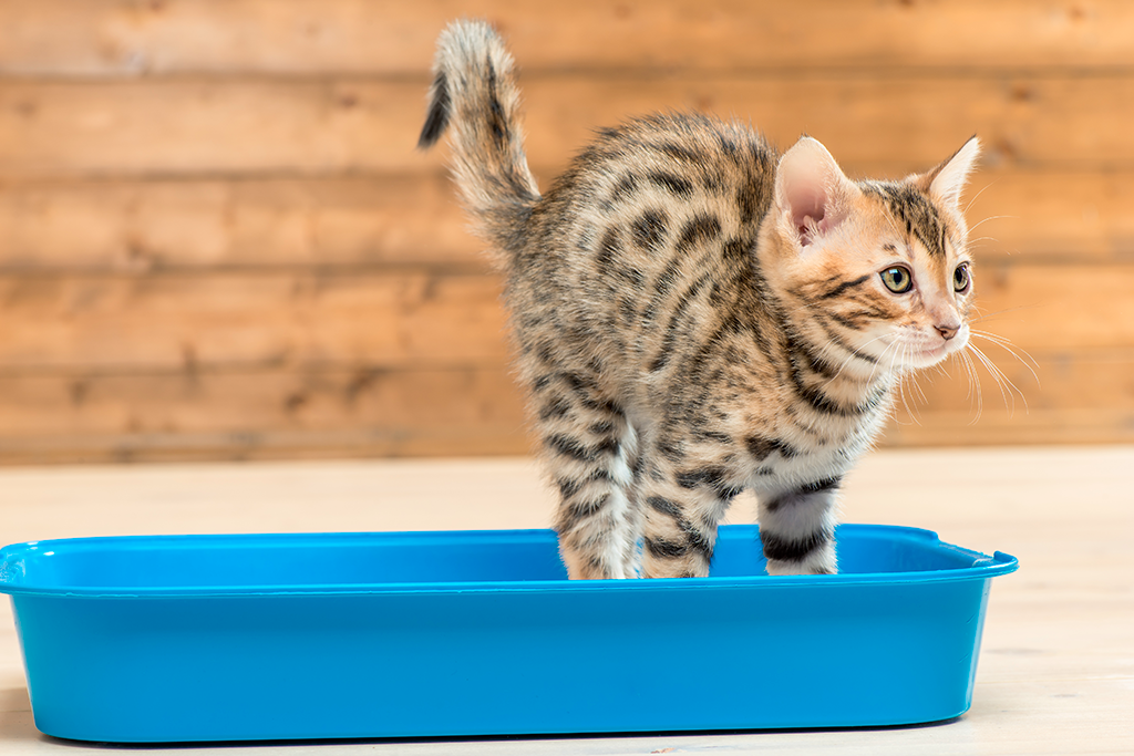 apprendre la propreté à un chaton