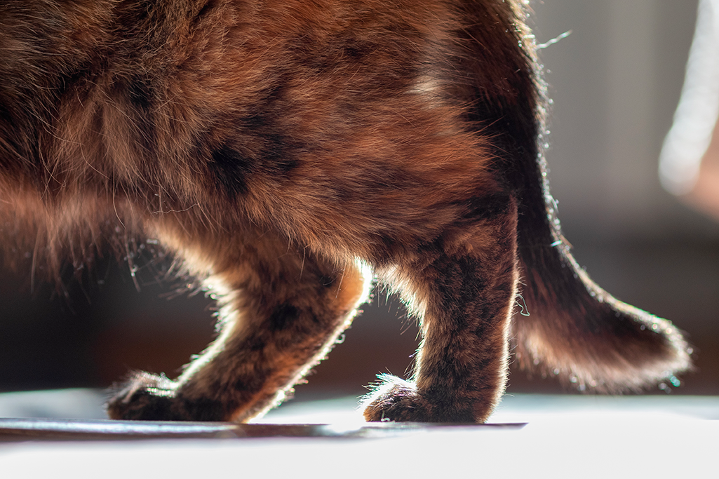 l'arthrose chez le chat