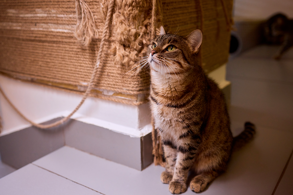 astuce pour que le chat arrête de griffer les meubles