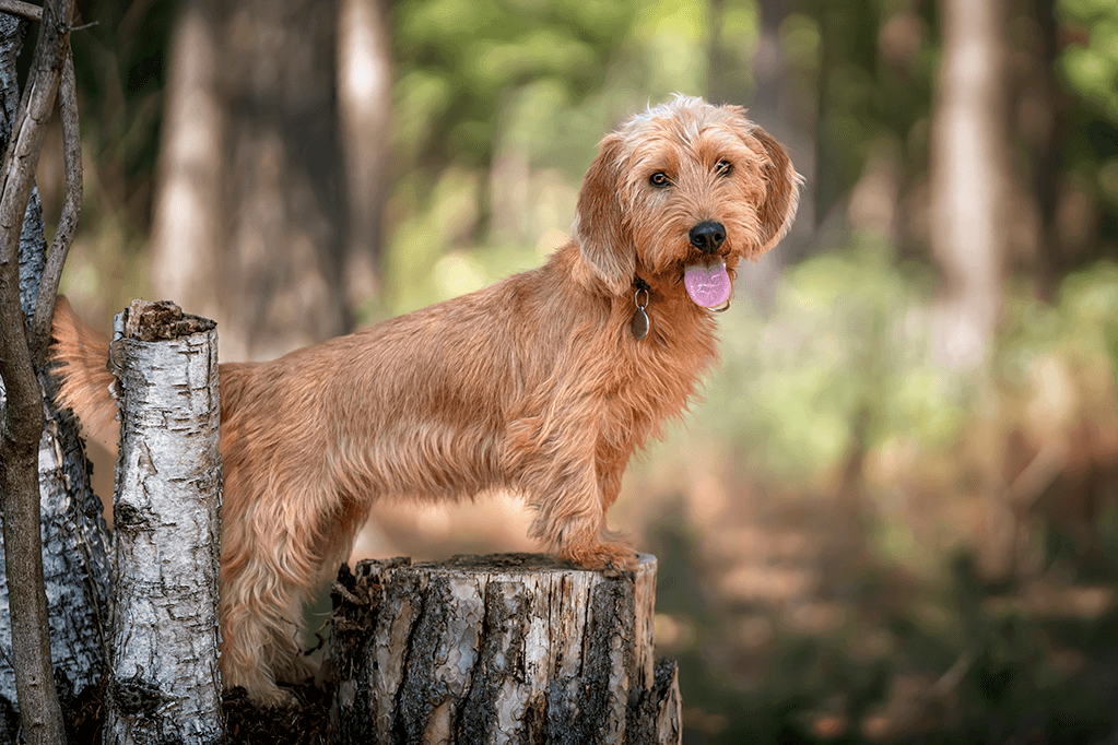 alimentation basset fauve de bretagne 