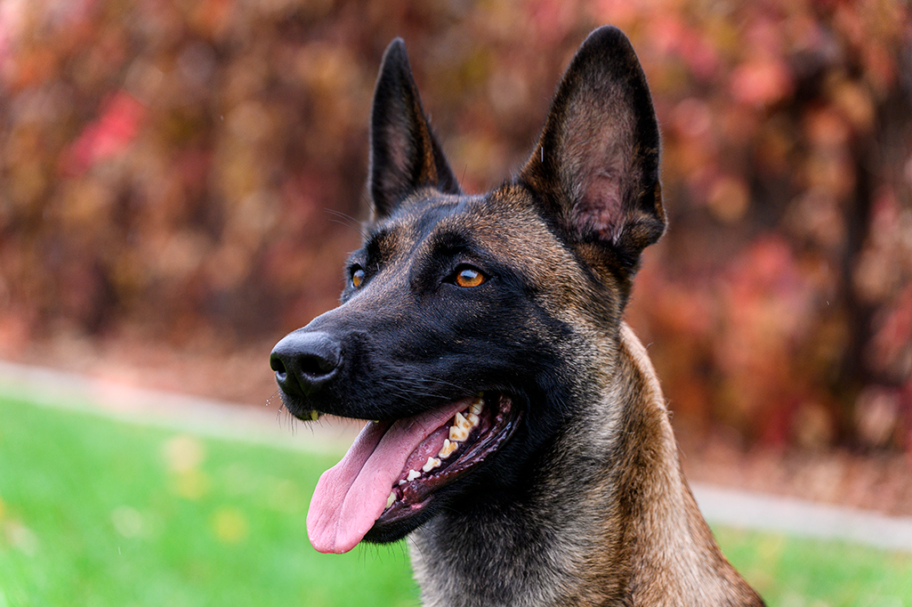un chien berger belge