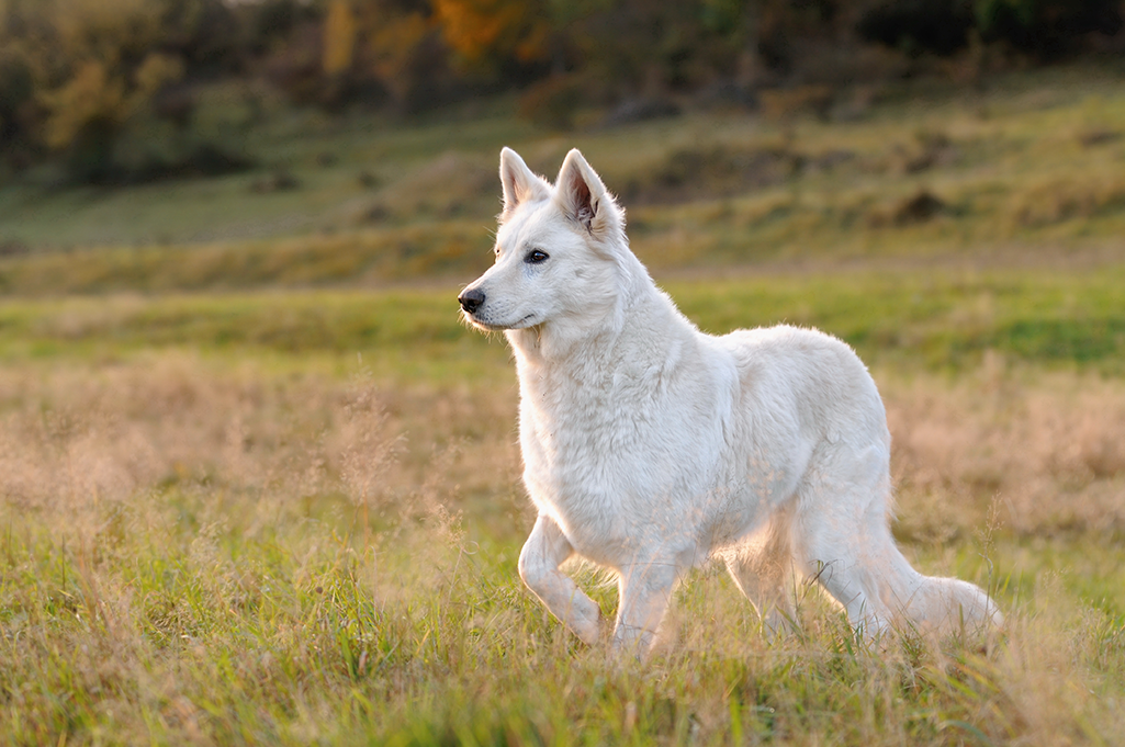 un chien berger blanc suisse