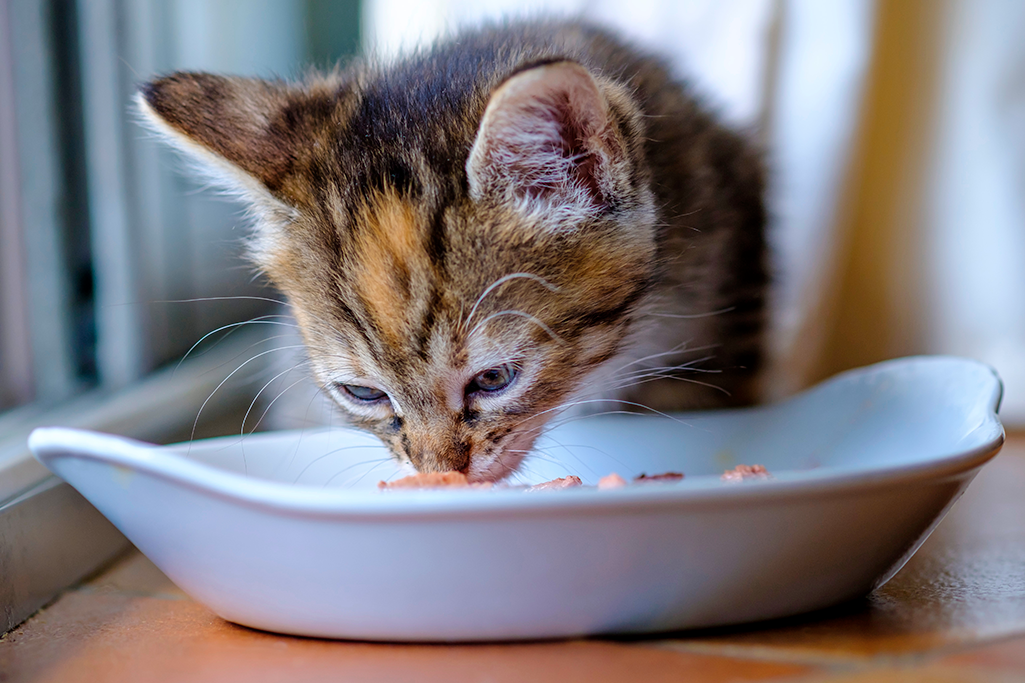 la bi-nutrition chez le chat