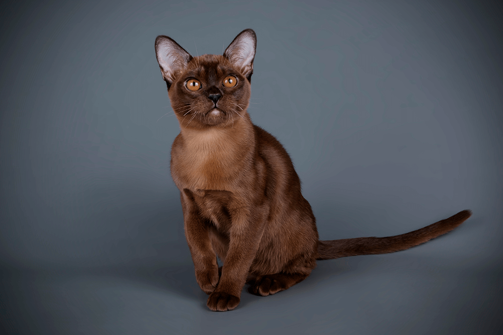 alimentation chat birman