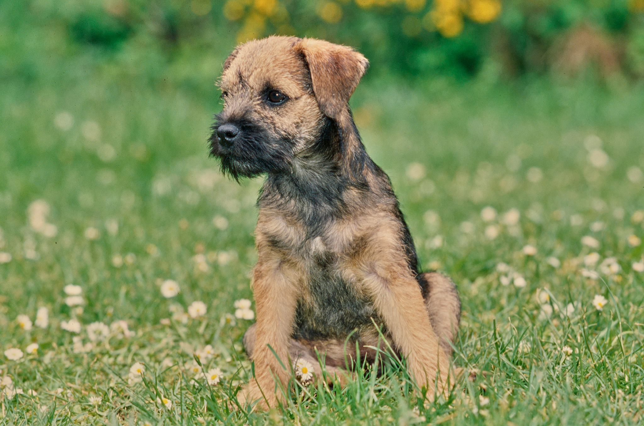 un border terrier