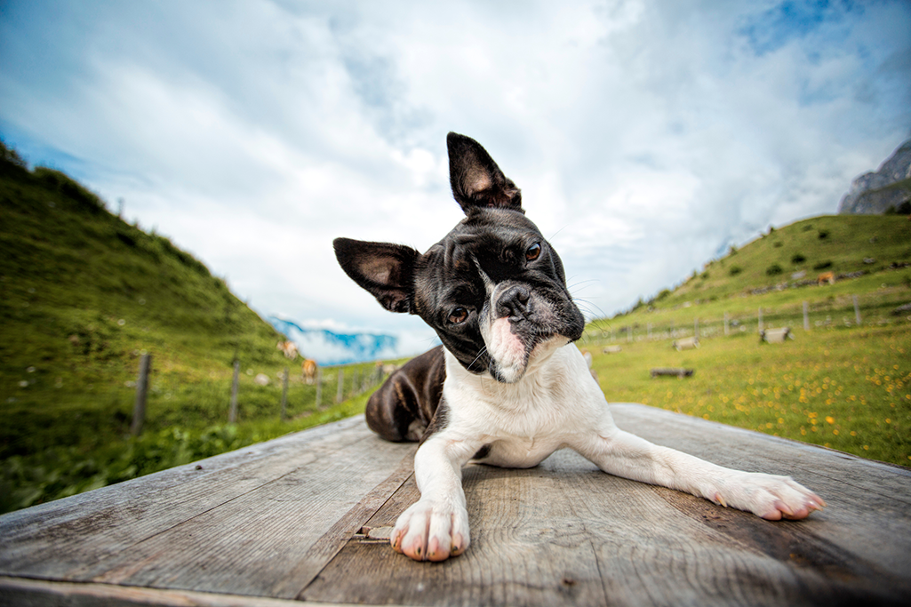 alimentation du boston terrier