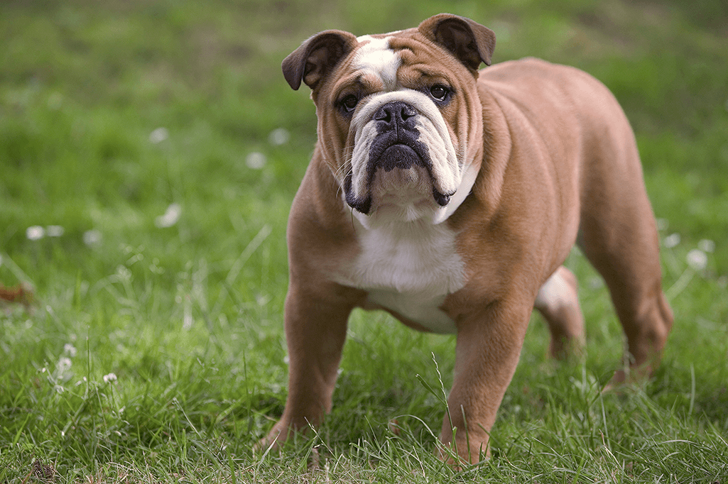 alimentation bouledogue anglais