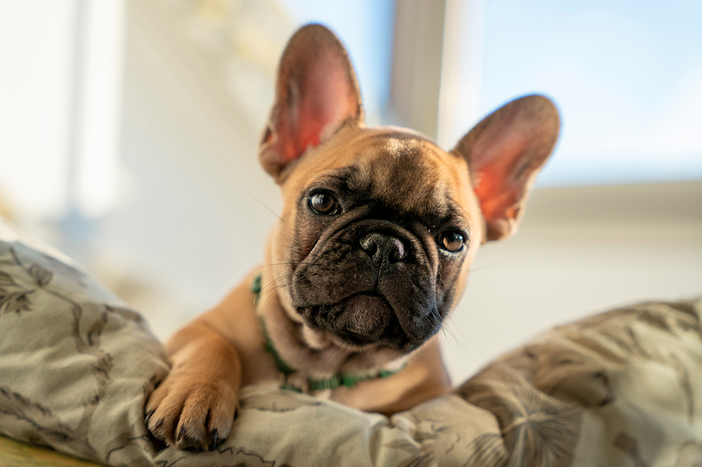 un bouledogue français