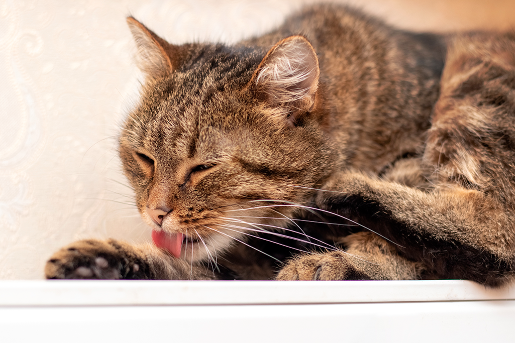 les boules de poils chez le chat