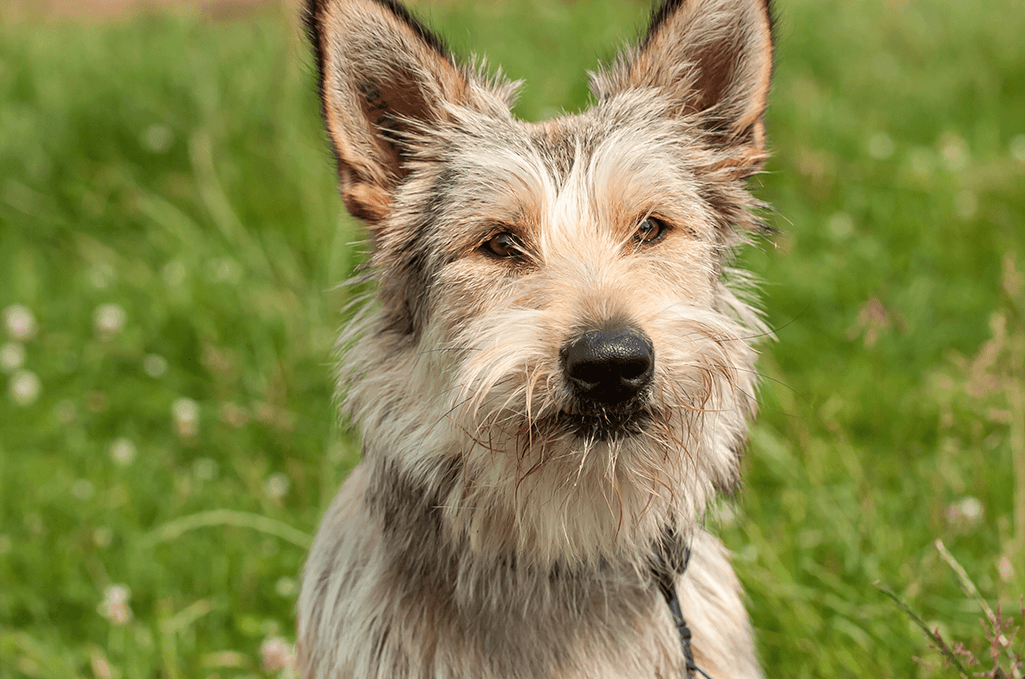 alimentation bouvier des ardennes