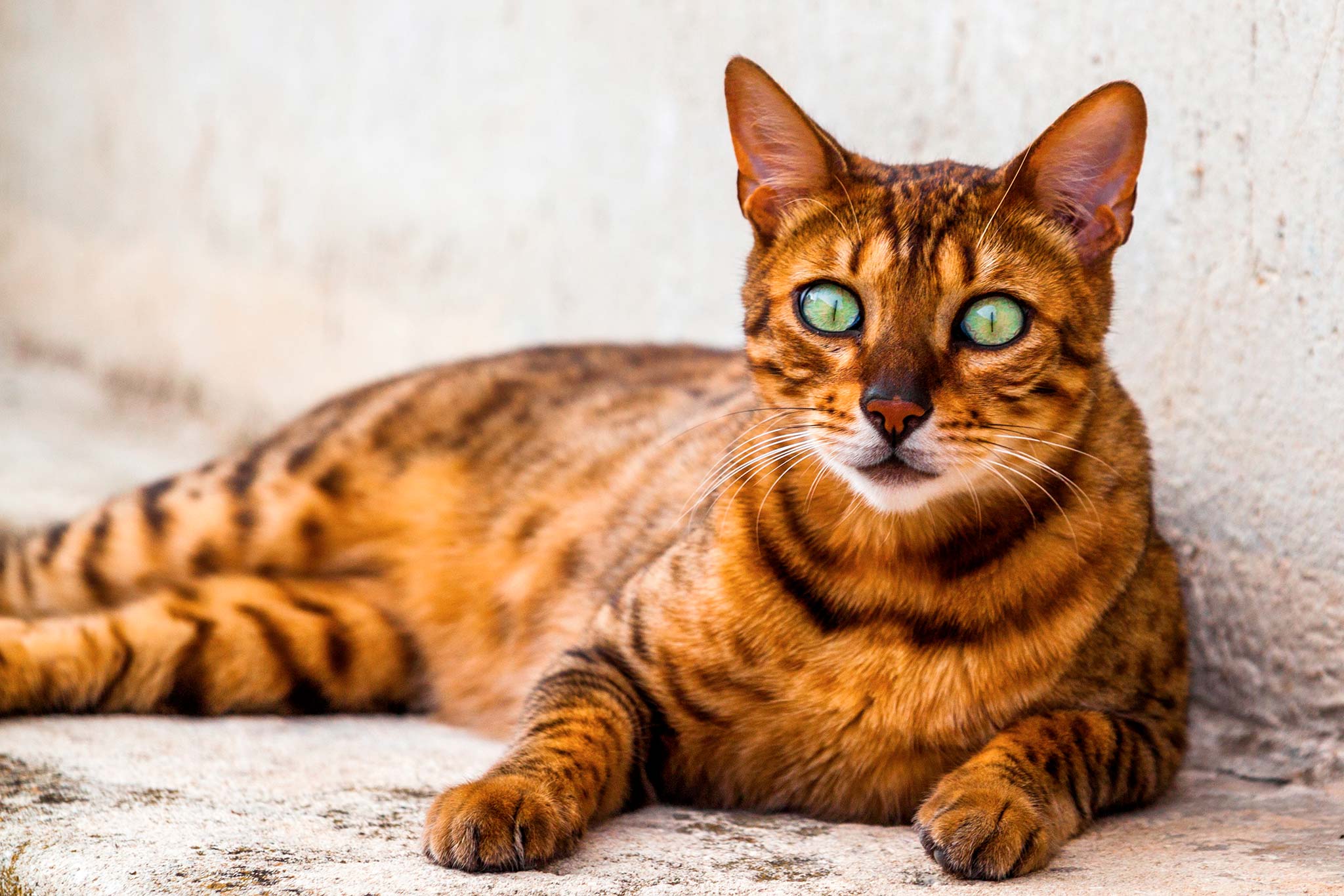 un california spangled