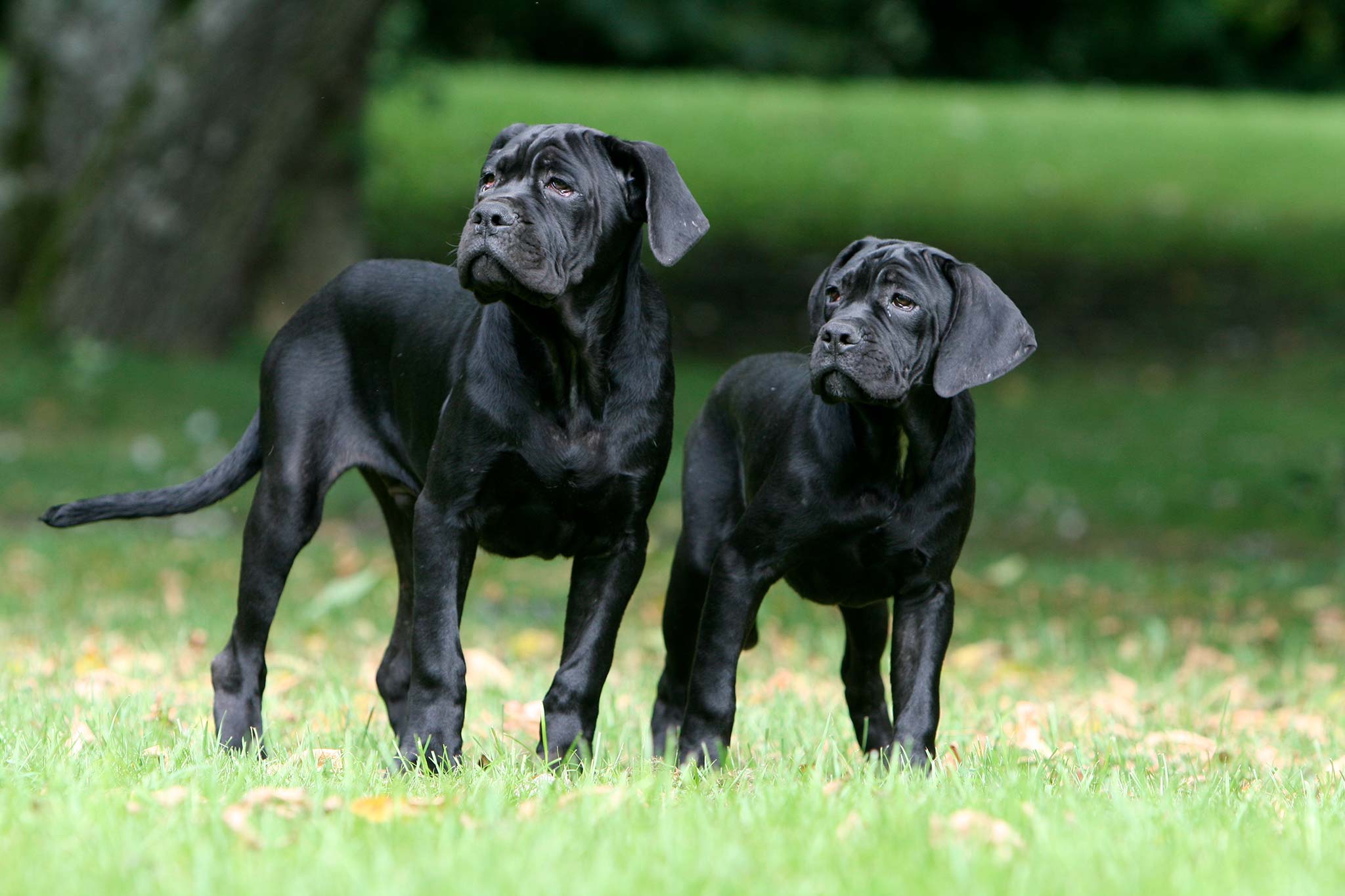un cane corso