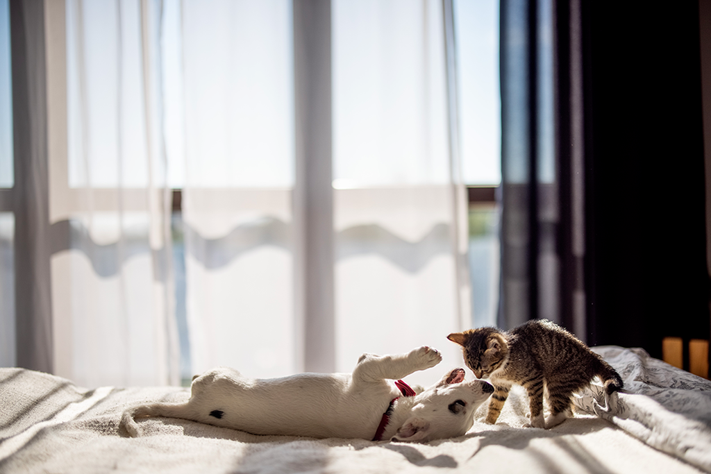 la carte j'ai un animal seul chez moi