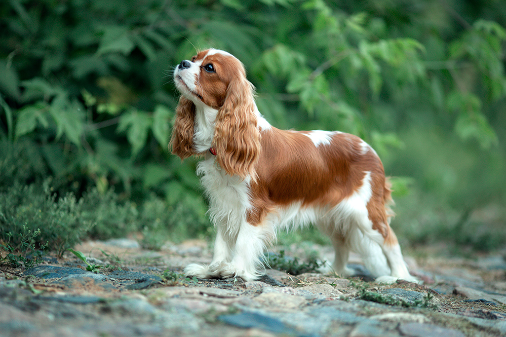 un chien cavalier king charles spaniel