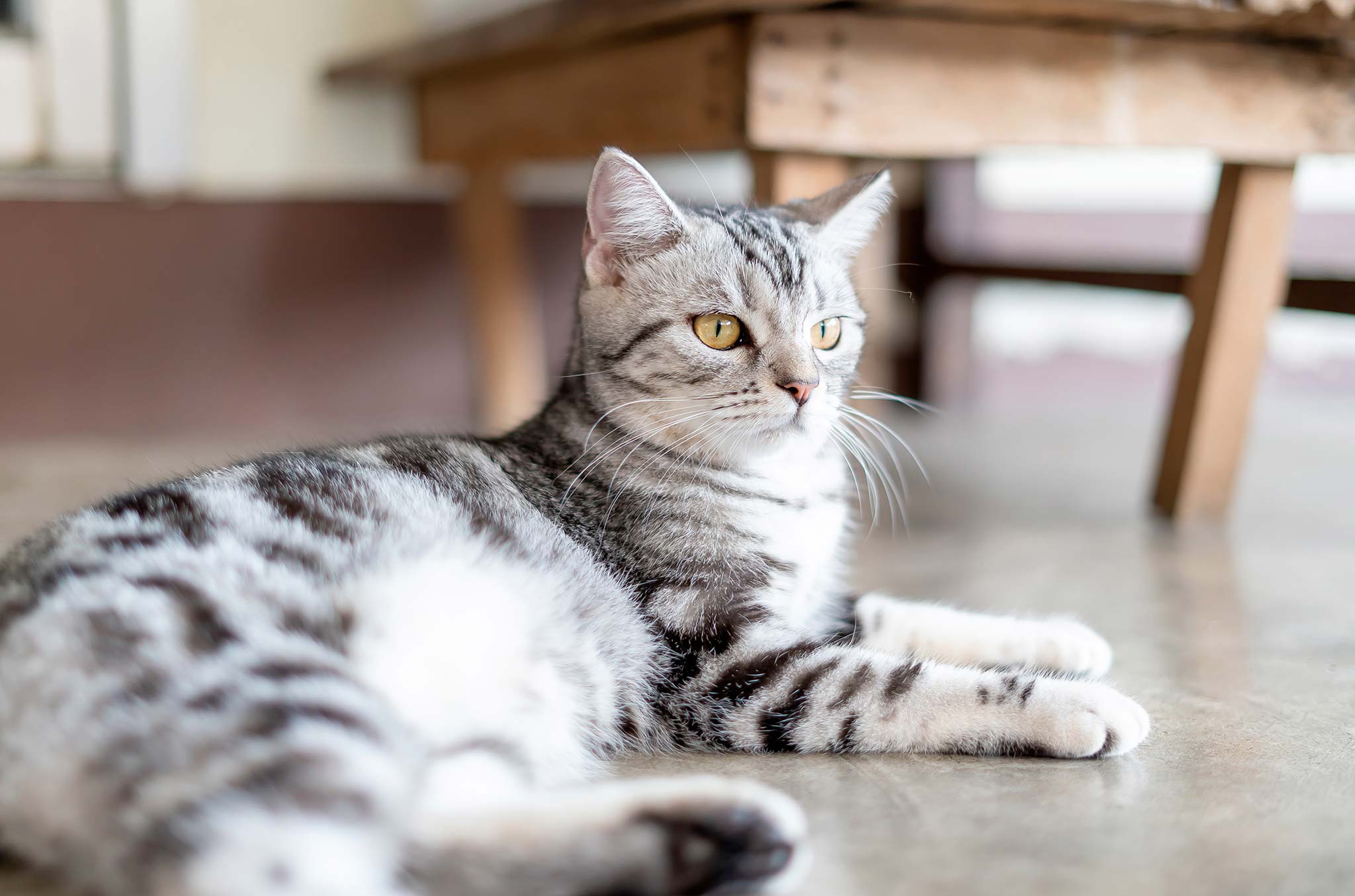 le chat american shorthair
