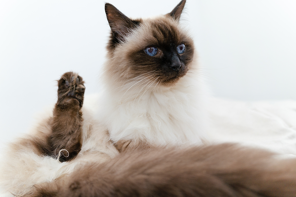 un chat balinais