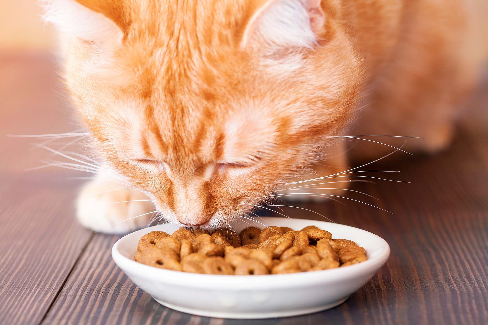 Mon chat gratte autour de sa gamelle