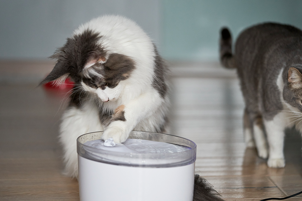 mon chat joue avec sa gamelle d'eau