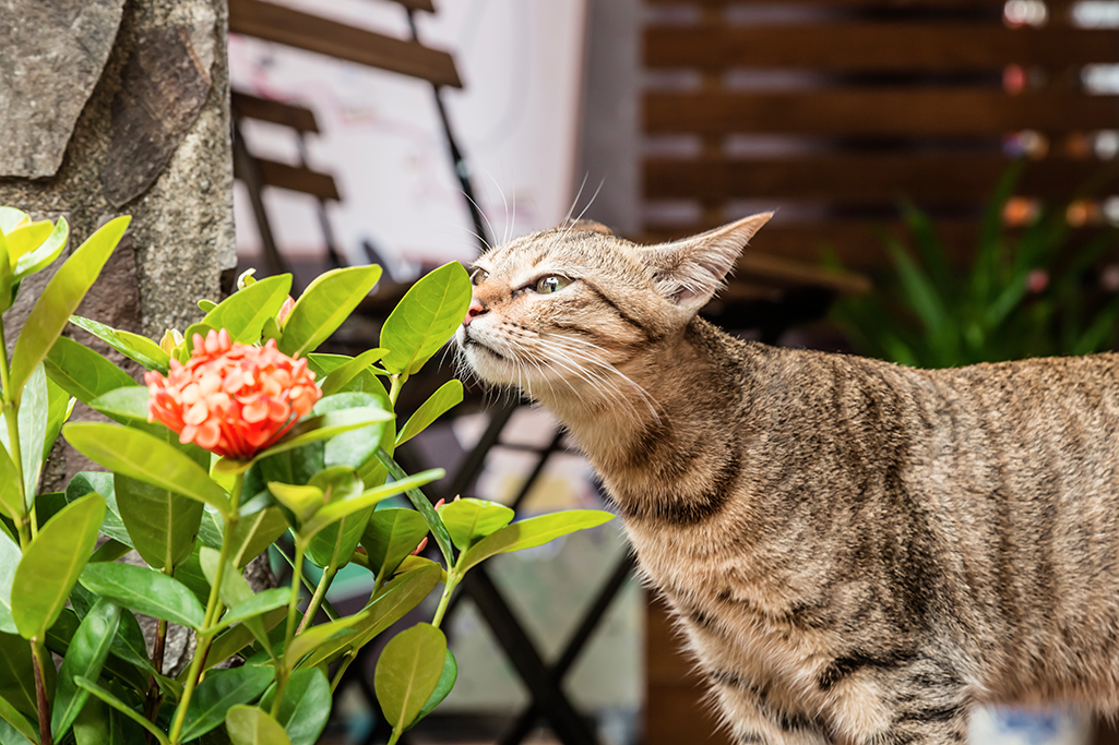 le chat et les plantes d'intérieur