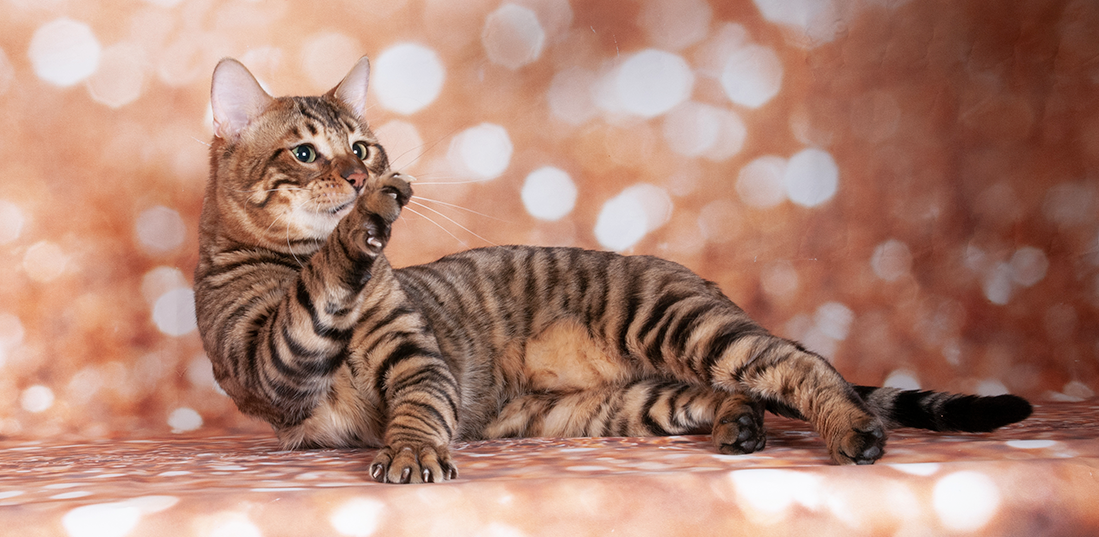 un chat toyger