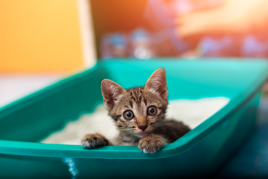 la diarrhée chez le chaton