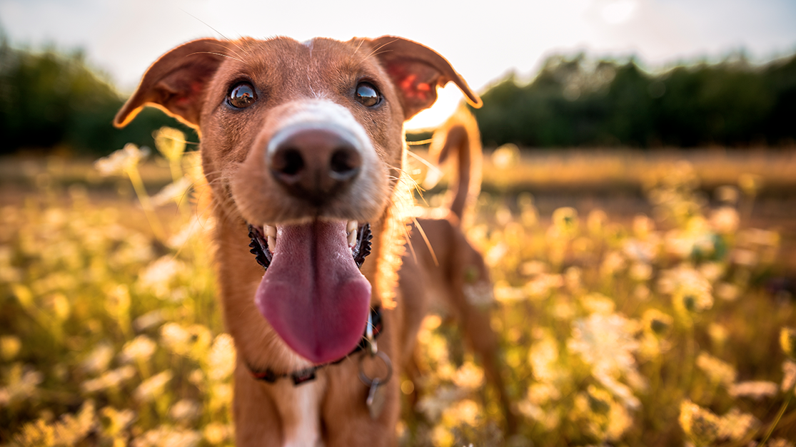 le chien et la canicule