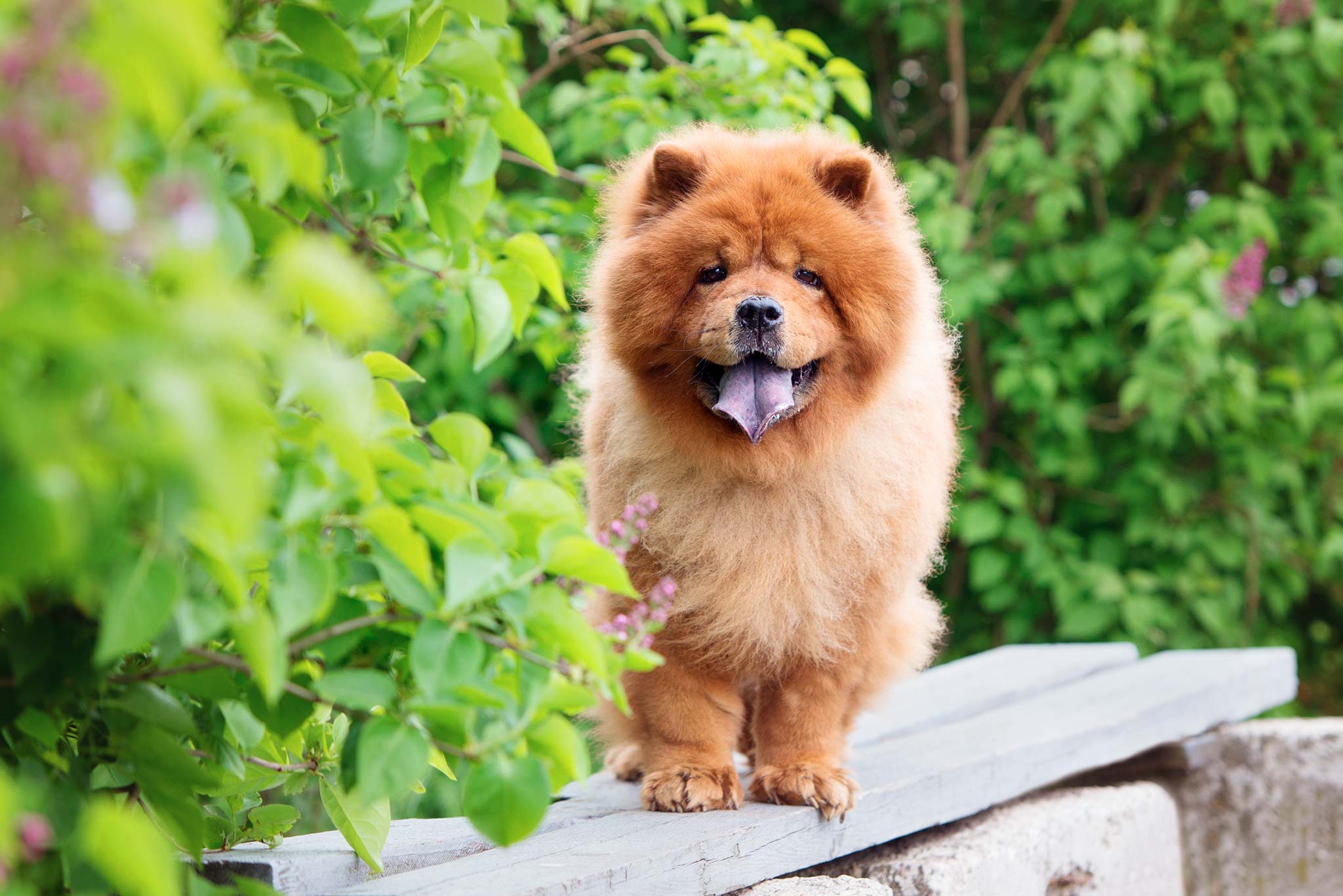 la race de chien chow chow